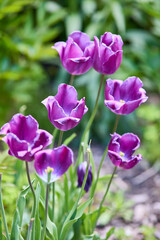 Obraz premium Tulips in the garden 