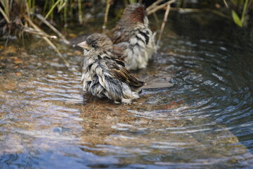 House sparrow (Passer domesticus) bathing Fortaleza Ceará, Brazil.