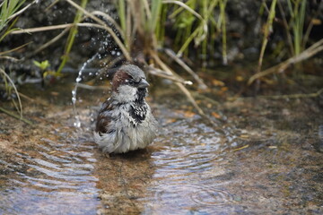 House sparrow (Passer domesticus) bathing Fortaleza Ceará, Brazil.
