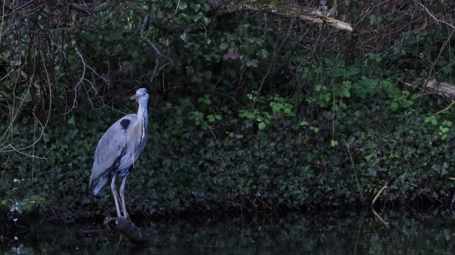 grey heron resting and taking off from lake