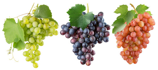 set of grapes of different colors isolated on a white background