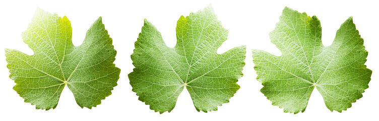 set of green grape leaves isolated on a white background