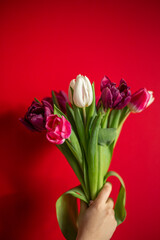 Women's Day. Mother's Day. Bouquet of tulips close-up. Spring background.