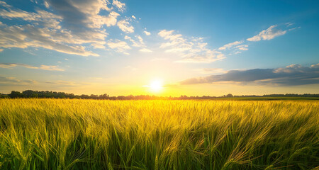 Fototapeta premium Photo - Golden Sunset over a Wheat Field Landscape