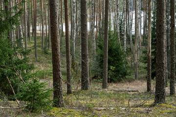 In the spring forest, tall, straight trunks of warm pines and white birches. Below in the undergrowth are low, fluffy and green spruces. Through the palisade of trees the unmelted lake shines white