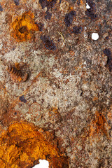 Close up of old piece of rusty iron isolated on white background. Rusty metal surface. Very old piece of sheet metal, rusted through, with holes and ragged edges.