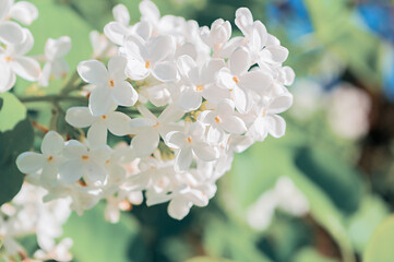 White lilac flowers blooming in the spring garden, spring flower background