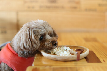 ドッグカフェでおやつをもらうトイ・プードル