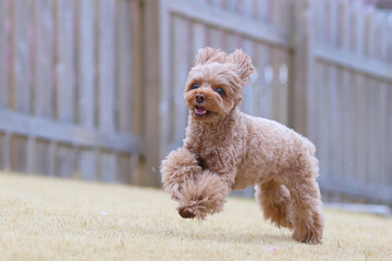 河津桜が咲くドッグランで遊ぶトイ・プードル