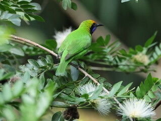 Golden-fronted Leafbird/Chloropsis aurifrons