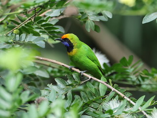 Golden-fronted Leafbird/Chloropsis aurifrons