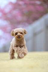 河津桜が咲くドッグランで遊ぶトイ・プードル