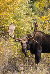 Bull Moose in Autumn in Grand Teton National Park Wyoming