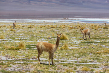 Vicuna