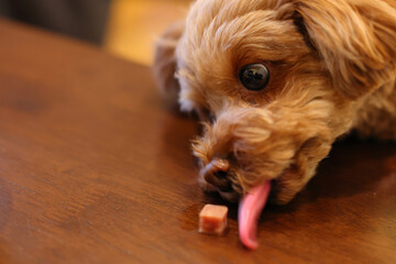 おやつが取れなくて困っているトイ・プードル