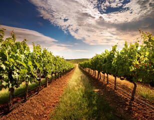 Obraz premium A vineyard with rows of grapevines captured under cloudy skies, emphasizing nature and organic production