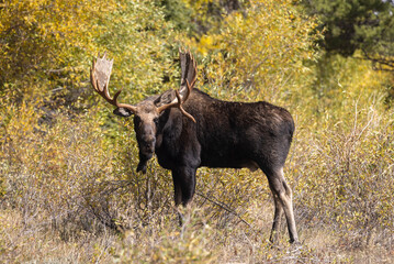 Bull Moose in Autumn in Grand Teton National Park Wyoming