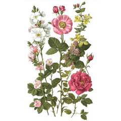 Pink, yellow and white garden and wild flowers on a white background. Vintage painting style