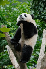 Cute Panda of Chengdu,China