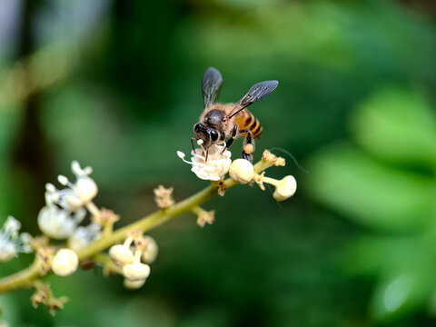 bee on a flower, macro photography | shallow depth of field