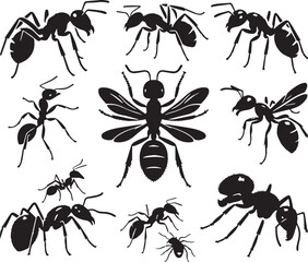 Black Ant Silhouette Vector, High Quality Illustration on White Background