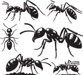Black Ant Silhouette Vector, High Quality Illustration on White Background