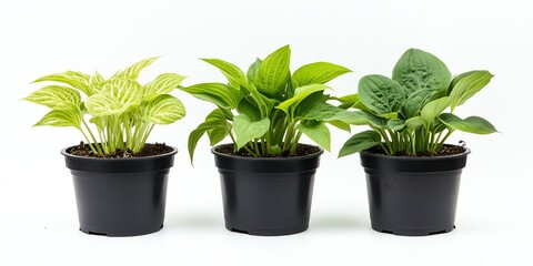 Fototapeta premium Planting Hosta Plants in Pots Three Varied Potted Hostas in a Row