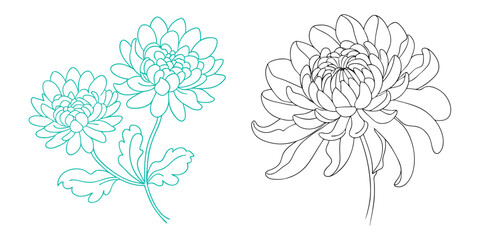 Hand drawn Chrysanthemum flower outline