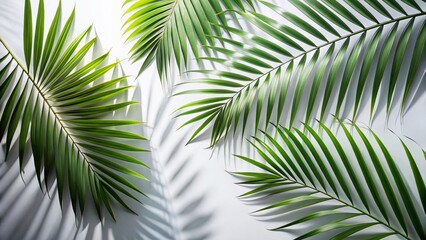 Beige Background Freeze Motion Palm Leaf Shadows - Abstract Fashion Photography