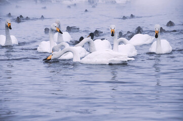 swans on the lake