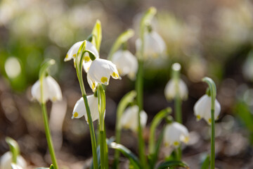 Leucojum vernum - early spring snowflake flowers in the forest. Blurred background, spring is coming