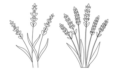 Hand drawn Lavender flower outline