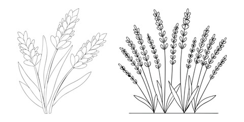 Fototapeta premium Hand drawn Lavender flower outline