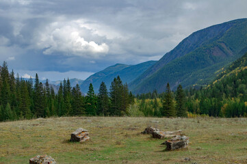 cows in the mountains