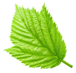 Raspberries leaves isolated on a white background. Raspberry leaves Clipping Path