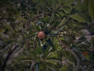 red apples on a tree