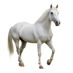 Obraz premium A majestic white horse isolated on a transparent background, showcasing its elegant posture and smooth coat