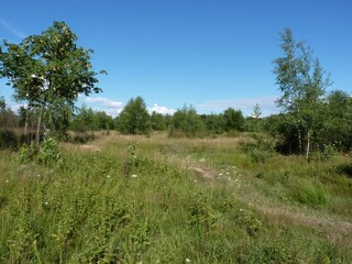 Obraz premium Sunny meadow with trees under a clear blue sky. Wild grasses and sparse vegetation in a natural setting.