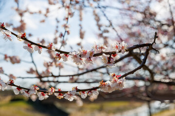 春の訪れを告げる梅の花