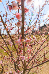 春の訪れを告げる梅の花