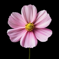 Pale Pink Cosmos Flower Macro Photography Against Black Background
