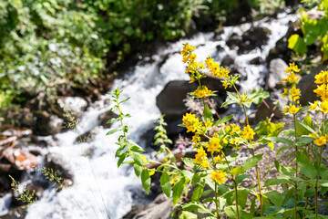 Botanical landscape with flowering plants Lysimachia vulgaris, yellow or garden loosestrife against the backdrop of small mountain river and waterfall