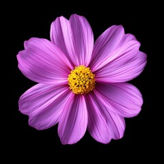 Obraz premium Purple Cosmos Flower Close Up Black Background