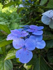 A close-up macro shot of an unusual blue Hydrangea macrophylla flower, showcasing both three-petaled and four-petaled blossoms