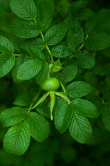 mint leaves in the garden