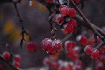 red berries in snow