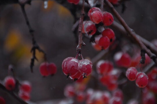 red berries in snow
