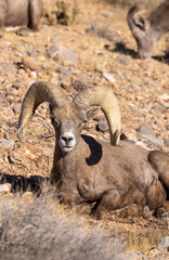 Desert Bighorn Sheep Ram in Winter in the Nevada Desert