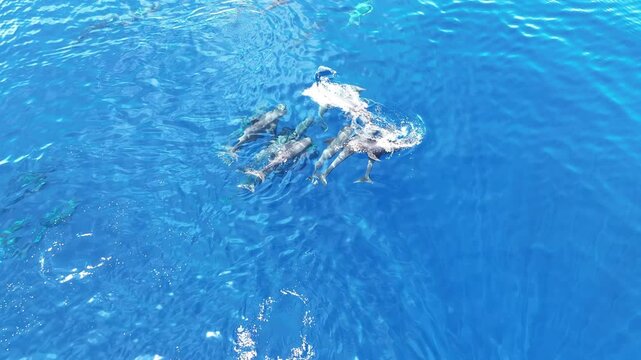 Melon-headed whales, Peponocephala electra, swim at the surface of the Gulf of Tomini on the east coast of Sulawesi, Indonesia. These widely-distributed toothed whales are rarely encountered.