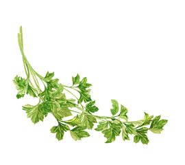 Fresh green branches of parsley watercolor hand drawn illustration isolated on white background. Aromatic culinary herbs clipart template for planting, farming, gardening, cooking, rustic, food design